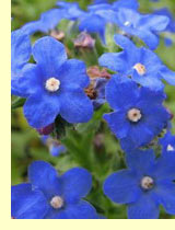 Воловик лекарственный (Anchusa officinalis L) Воловик лекарственный (Anchusa officinalis L)